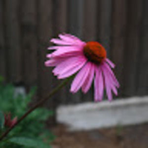 Meet your Posher, Urvi